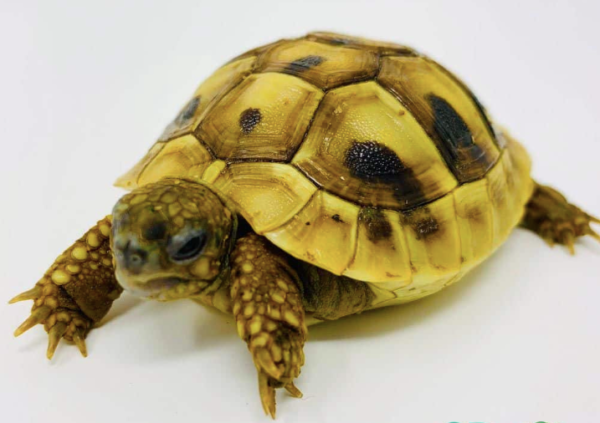 Hermann's Tortoise for Sale