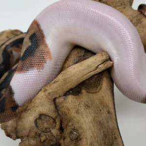 High White Pied ball Ball Python for sale