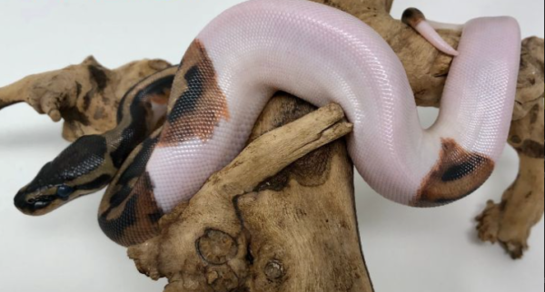 High White Pied ball Ball Python for sale