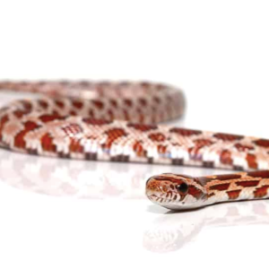 Hypo Corn snake For Sale