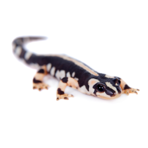 Iranian Kaiser Newt for Sale