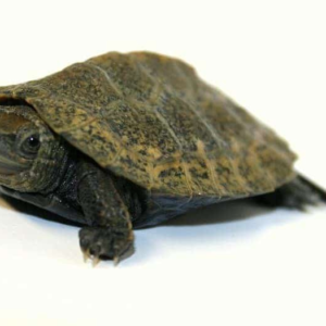 Japanese Pond Turtle for sale