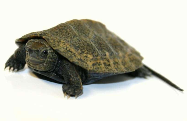 Japanese Pond Turtle for sale