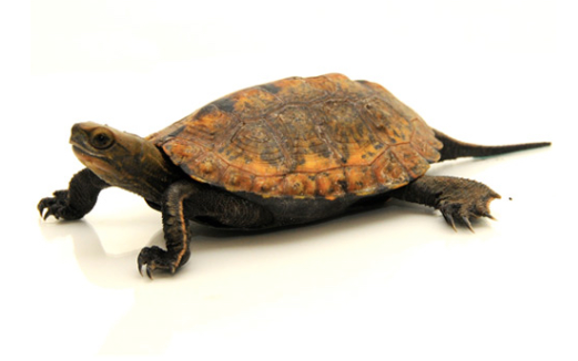 Japanese Pond Turtle for sale Online - Reptiles Heaven