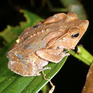 Leaf Toad for Sale