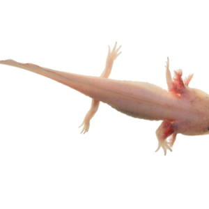 Leucistic Axolotl for Sale