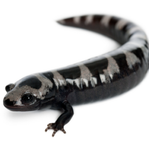 Marbled Salamander for Sale