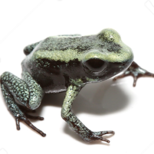 Mint Terribilis Dart Frog For Sale