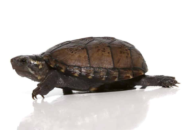 Mississippi Mud Turtle For Sale - Reptiles Heaven
