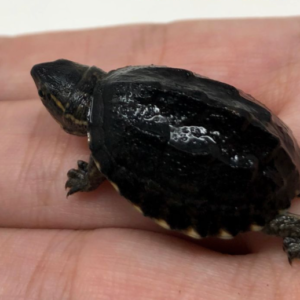Musk Turtle For Sale