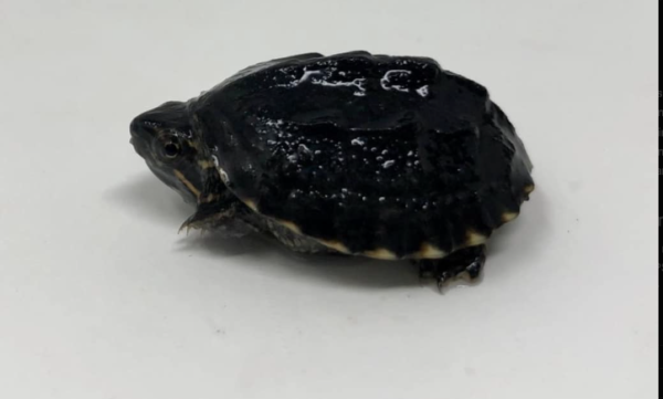 Musk Turtle For Sale