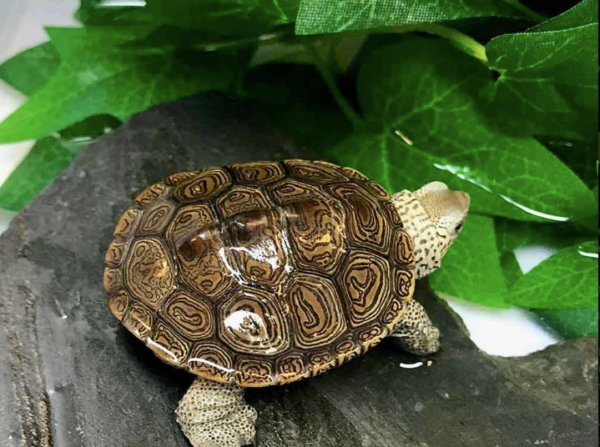 Northern Diamondback Terrapin for Sale