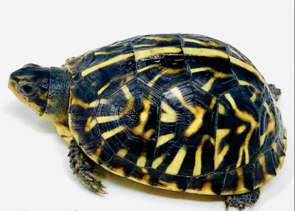 Ornate Box Turtle for sale