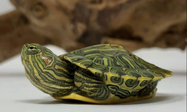 Ornate Slider turtle for sale