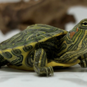 Ornate Slider turtle for sale