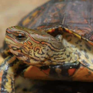 Ornate Wood Turtle for sale