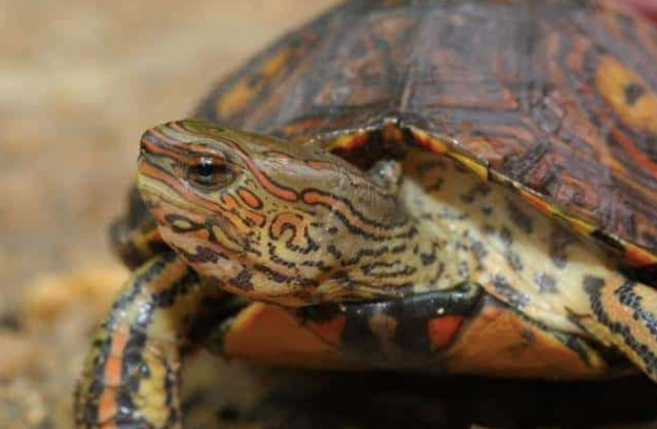 Ornate Wood Turtle for sale