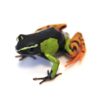 Painted Mantella for Sale