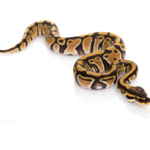 Pastel Ball Python for Sale