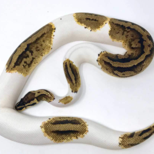 Pastel Pied Ball Python For Sale