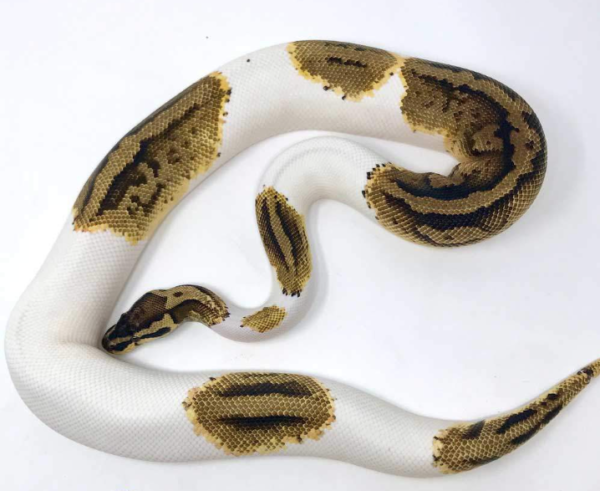 Pastel Pied Ball Python For Sale