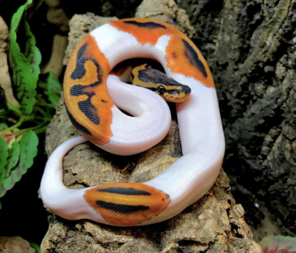 Piebald Ball Python for Sale