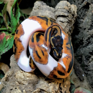 Piebald Ball Python for Sale