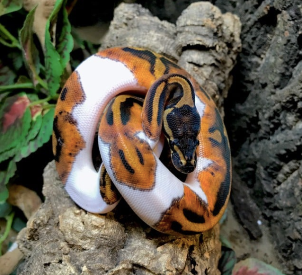 Piebald Ball Python for Sale