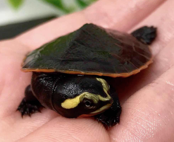 Pink Belly Side Necked Turtle For Sale