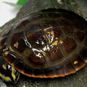 Pink Belly Side Necked Turtle For Sale