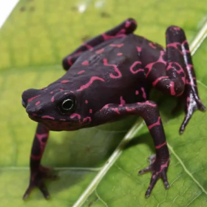 Purple Harlequin Toad For Sale