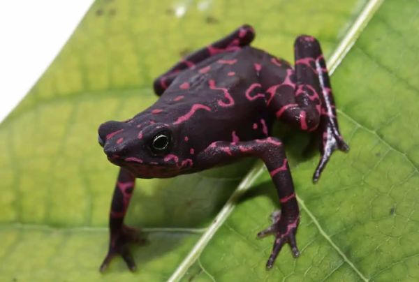 Purple Harlequin Toad For Sale