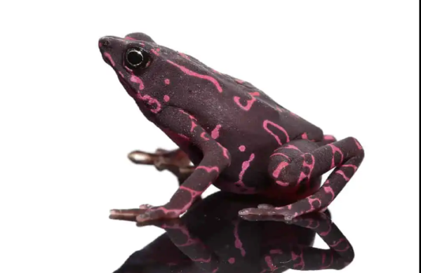 Purple Harlequin Toad For Sale