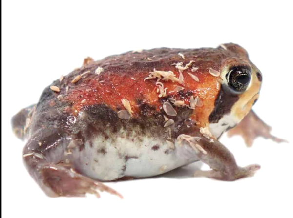 Rain Frog for Sale