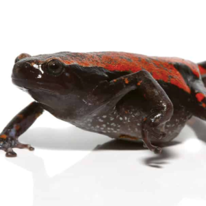 Red And Black Walking Frog For Sale