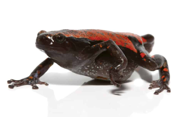 Red And Black Walking Frog For Sale