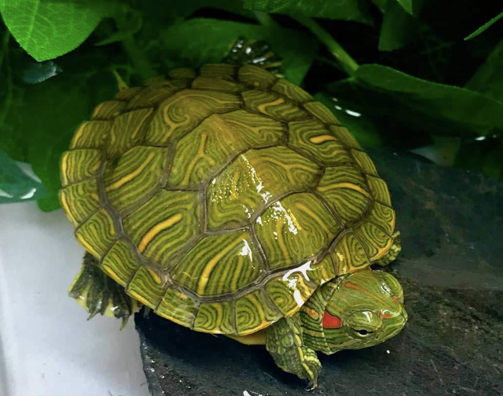 Red Eared Slider Turtle for Sale Online - Reptiles Heaven