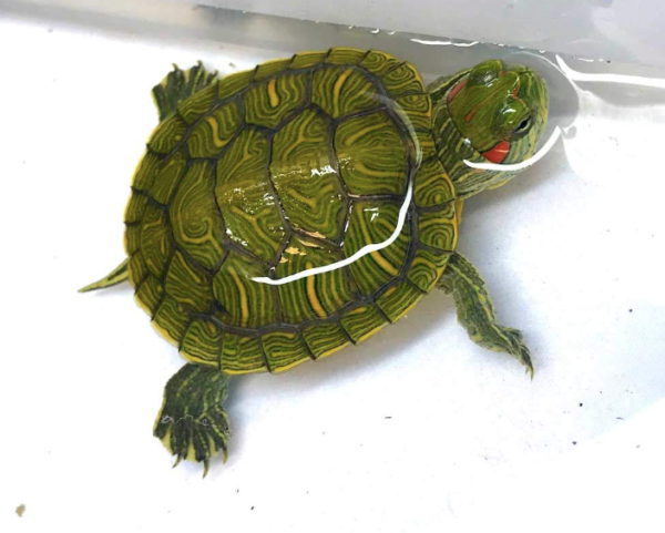 Red Eared Slider Turtle for Sale Online - Reptiles Heaven