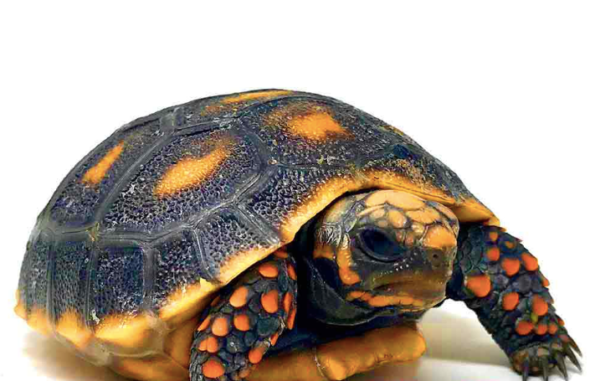 Red Foot Tortoise for Sale