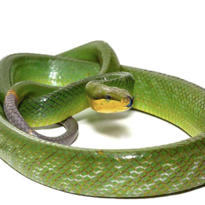 Red Tail Green Rat Snake for Sale