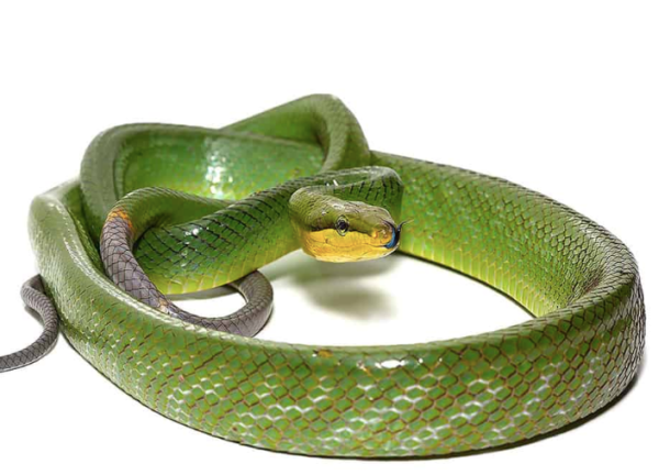 Red Tail Green Rat Snake for Sale