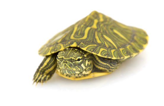 Rio Grande Slider Turtle for Sale - Reptiles Heaven