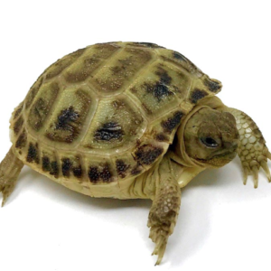 Russian tortoise For Sale