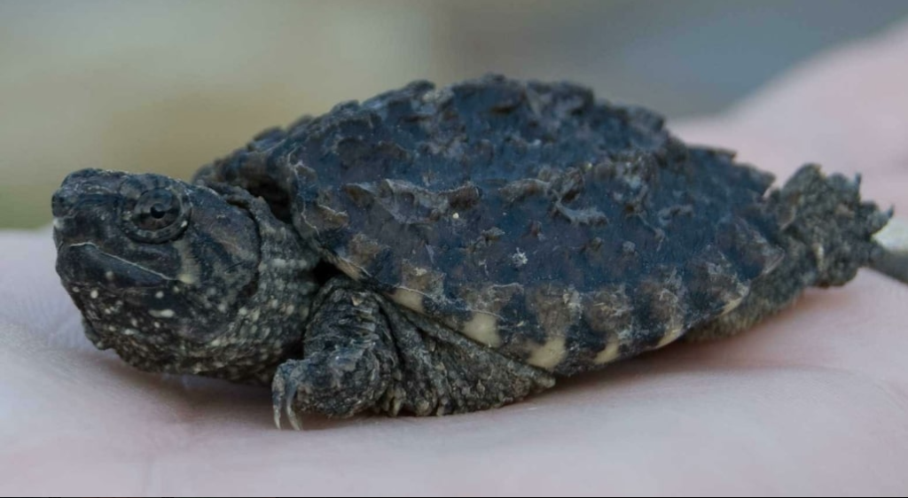 Snapping Turtle for Sale - Reptiles Heaven