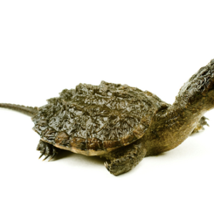 Snapping Turtle for Sale