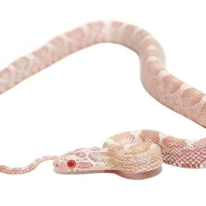 Corn Snakes For Sale