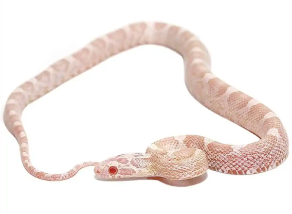 Corn Snakes For Sale