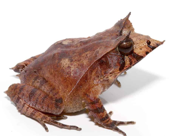 Solomon Island Eyelash Frog For Sale