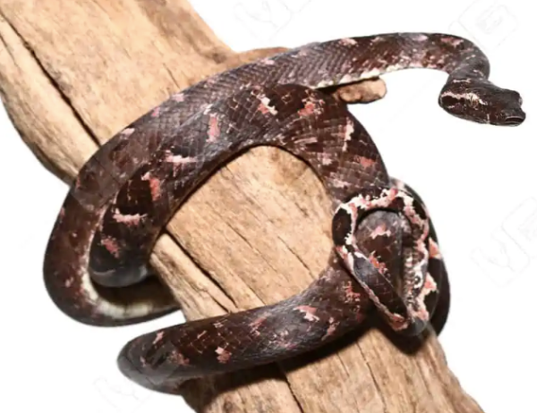 Solomon Island Tree Boa For Sale