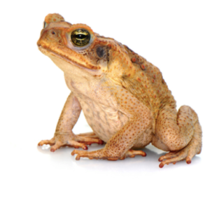 South American Giant Marine Toad for Sale